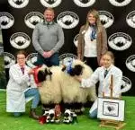 sheep
